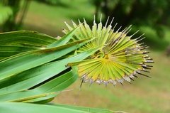 sri-lanka4108