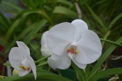 sri-lanka4126