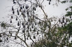 sri-lanka4136