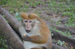 sri-lanka4141