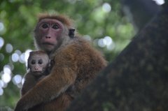 sri-lanka4142