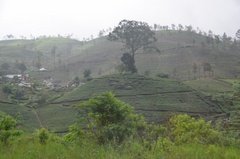 sri-lanka5303