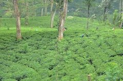 sri-lanka5307