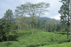 sri-lanka5308