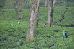 sri-lanka5309