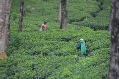 sri-lanka5310