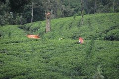 sri-lanka5311