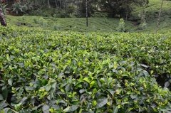 sri-lanka5312