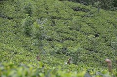 sri-lanka5314