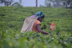 sri-lanka5317