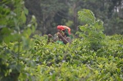 sri-lanka5318