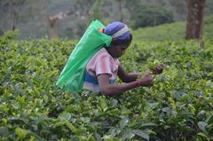 sri-lanka5319