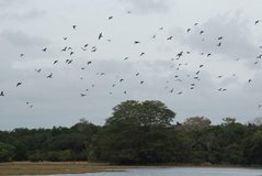 sri-lanka6245