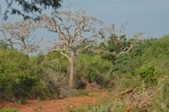 sri-lanka6423