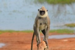 sri-lanka6425