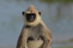 sri-lanka6427
