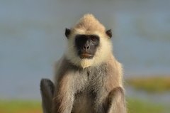 sri-lanka6428