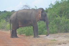 sri-lanka6429