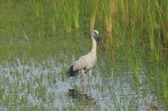 sri-lanka6430