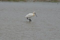 sri-lanka6437