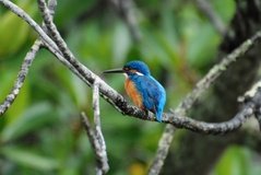 sri-lanka6444