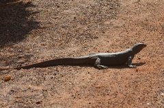 sri-lanka6446