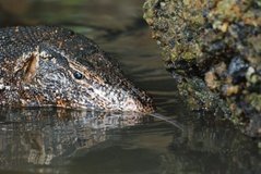 sri-lanka6451