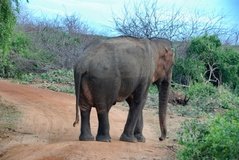 sri-lanka6457