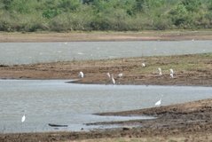 sri-lanka6607