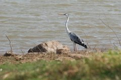 sri-lanka6614