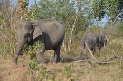 sri-lanka6622