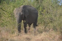 sri-lanka6623