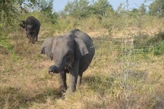 sri-lanka6624