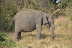 sri-lanka6625