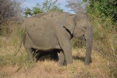 sri-lanka6627