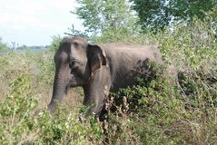 sri-lanka6628