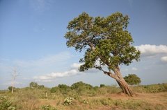 sri-lanka6630