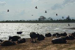 sri-lanka6636