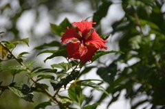 sri-lanka6807