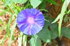 sri-lanka6830