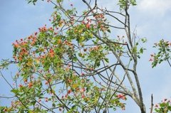 sri-lanka6831