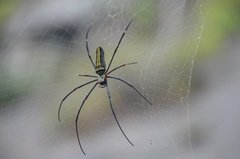 sri-lanka6844