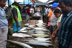 sri-lanka8227