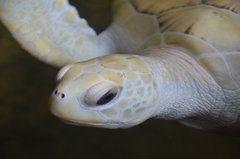 sri-lanka9107