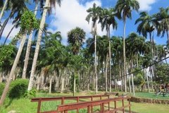 suriname1187