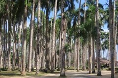 suriname1193