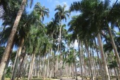 suriname1194