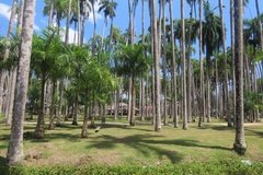 suriname1196
