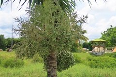 suriname1294