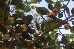 suriname3074